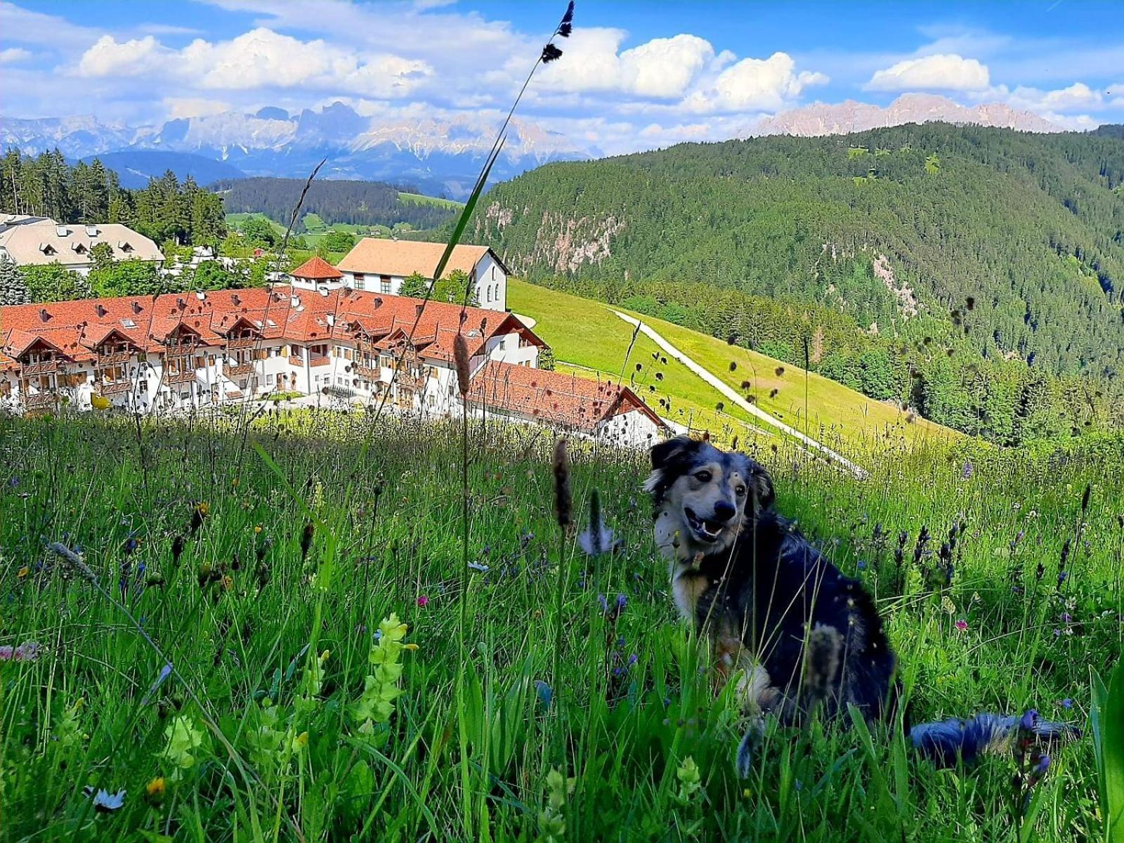 Gasthof Schmiederalm Aldino Zewnętrze zdjęcie